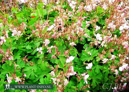Geranium cantabrigiense &#039;Biokovo&#039; P9
