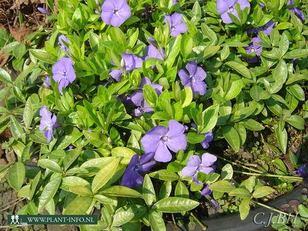 Vinca minor &#039;La Grave&#039; P9