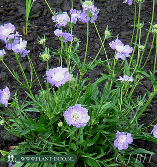 Scabiosa cau. &#039;Perfecta&#039; P9