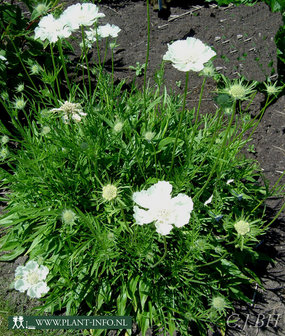 Scabiosa cau. &#039;Alba&#039; P9