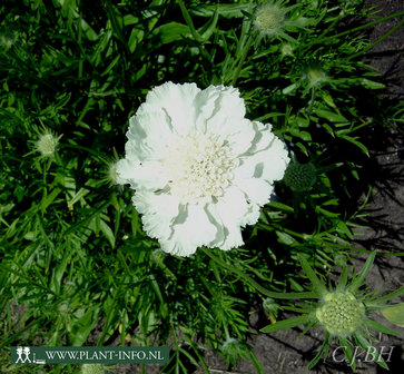 Scabiosa cau. &#039;Alba&#039; P9