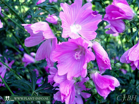 Malva alcea &#039;Fastigiata&#039; P9