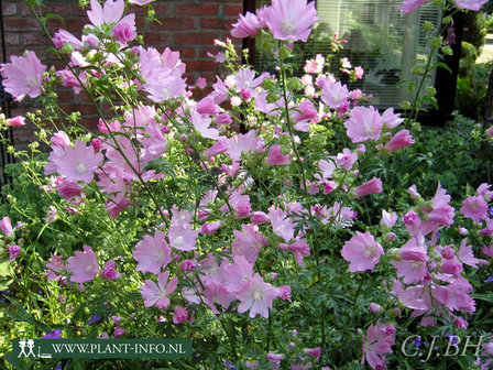 Malva alcea &#039;Fastigiata&#039; P9