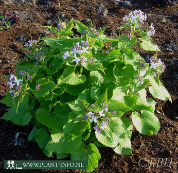 Lunaria rediviva P9