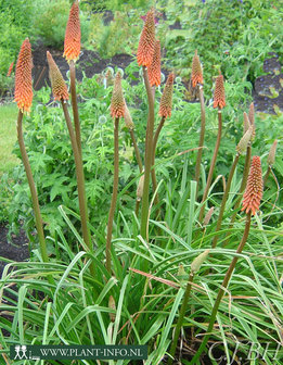 Kniphofia &#039;Alcazar&#039; P9