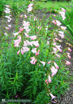 Penstemon &#039;Apple Blossom&#039; P9