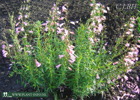 Penstemon &#039;Apple Blossom&#039; P9