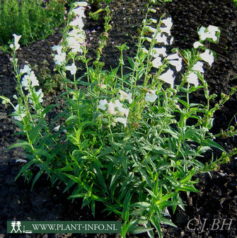 Penstemon &#039;White Bedder&#039; P9