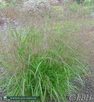 Panicum virgatum &#039;Squaw&#039; P9