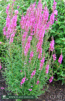 Lythrum sal. &#039;Morden Pink&#039; P9