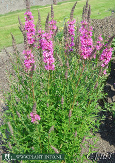 Lythrum sal. &#039;Morden Pink&#039; P9