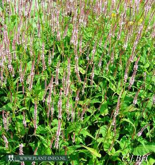 Persicaria amp. &#039;Rosea&#039; P9