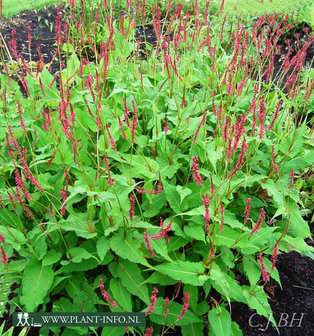 Persicaria amp. &#039;Speciosa&#039; P9