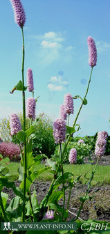 Persicaria bistorta &#039;Superba&#039; P9