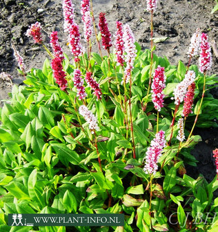 Persicaria af. &#039;Superba&#039; P9