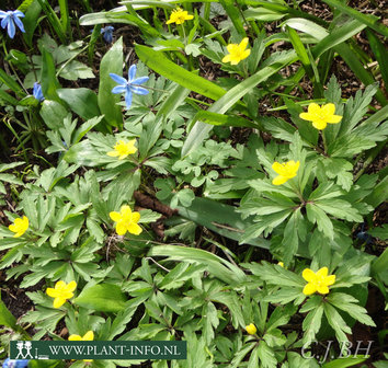 Anemone ranunculoides P9