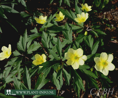 Anemone ranunculoides P9