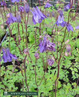 Aquilegia vulgaris P9