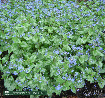 Brunnera m. &#039;Jack Frost&#039; (R) P9