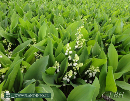 Convallaria majalis P9