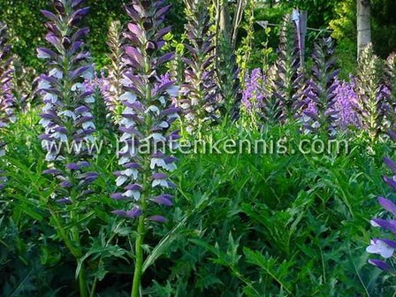 Acanthus spinosus P9