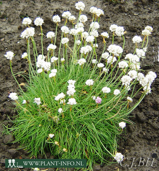 Armeria mar. &#039;Alba&#039; P9