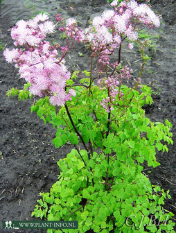 Thalictrum aquilegifolium P9