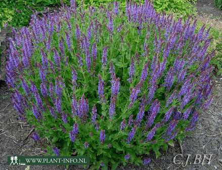 Salvia nemorosa &#039;Blauh&uuml;gel&#039; P9
