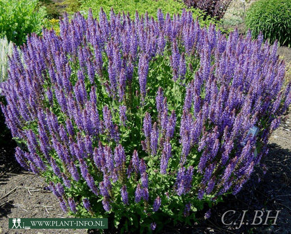 Salvia nemorosa &#039;Blauh&uuml;gel&#039; P9