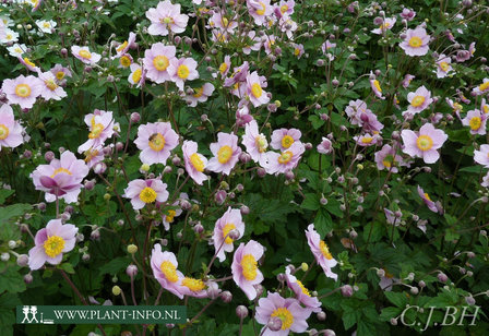 Anemone tomentosa &#039;Robustissima&#039; P9