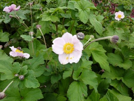 Anemone hup. &#039;September Charm&#039; P9