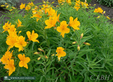 Alstroemeria aur. &#039;Lutea&#039; P9