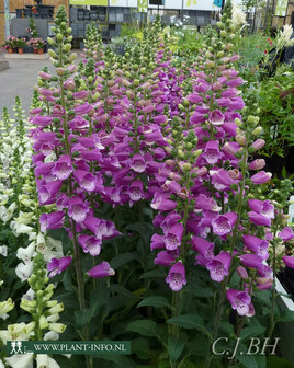 Digitalis purpurea P9