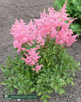 Astilbe (J) &#039;Rheinland&#039; P9