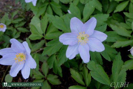 Anemone nemorosa &#039;Robinsoniana&#039; P9