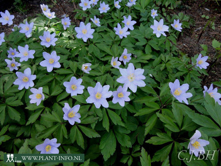 Anemone nemorosa &#039;Robinsoniana&#039; P9