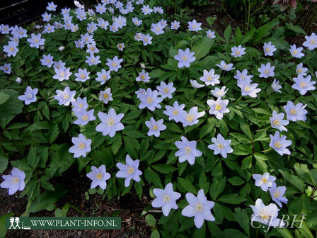 Anemone nemorosa &#039;Robinsoniana&#039; P9