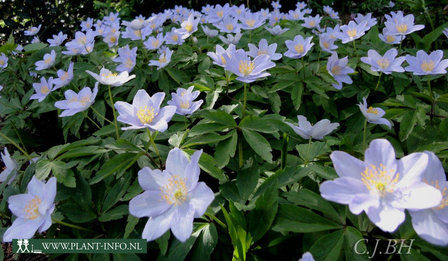 Anemone nemorosa &#039;Robinsoniana&#039; P9