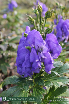 Aconitum car. &#039;Arendsii&#039; P9