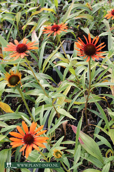 Echinacea p. &#039;Flame Thrower&#039; &reg; P9