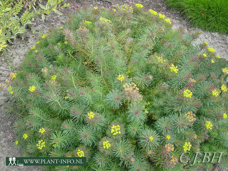 Euphorbia cyp. &#039;Clarice Howard&#039; P9