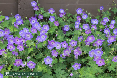 Geranium &#039;Rozanne&#039; &reg; P9