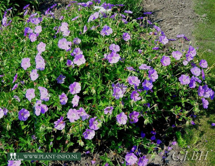 Geranium &#039;Rozanne&#039; &reg; P9