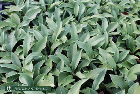 Hosta nigrescens &#039;Krossa Regal&#039; P9