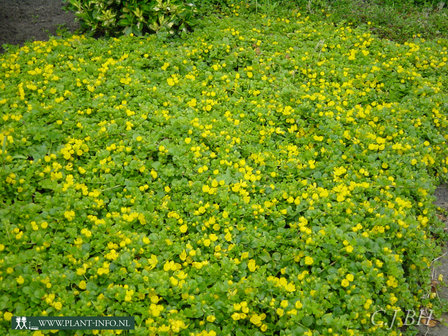 Lysimachia nummularia P9