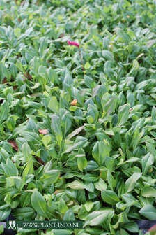 Persicaria af. &#039;Superba&#039; P9