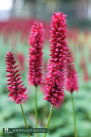 Persicaria amp. 'Blackfield' (R) P9