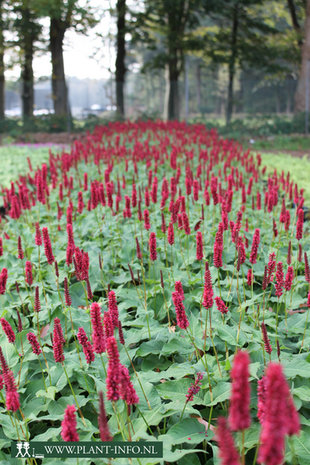 Persicaria amp. 'Blackfield' (R) P9