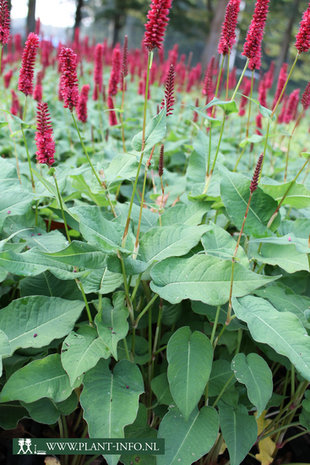 Persicaria amp. 'Blackfield' (R) P9