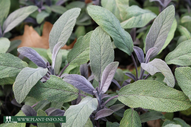 Salvia officinalis 'Purpurascens' P9